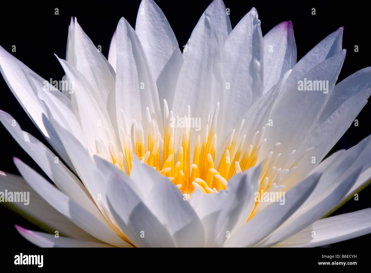 White water lily in a pond Stock Photo