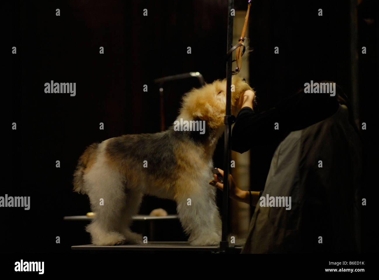dog grooming parlours near me