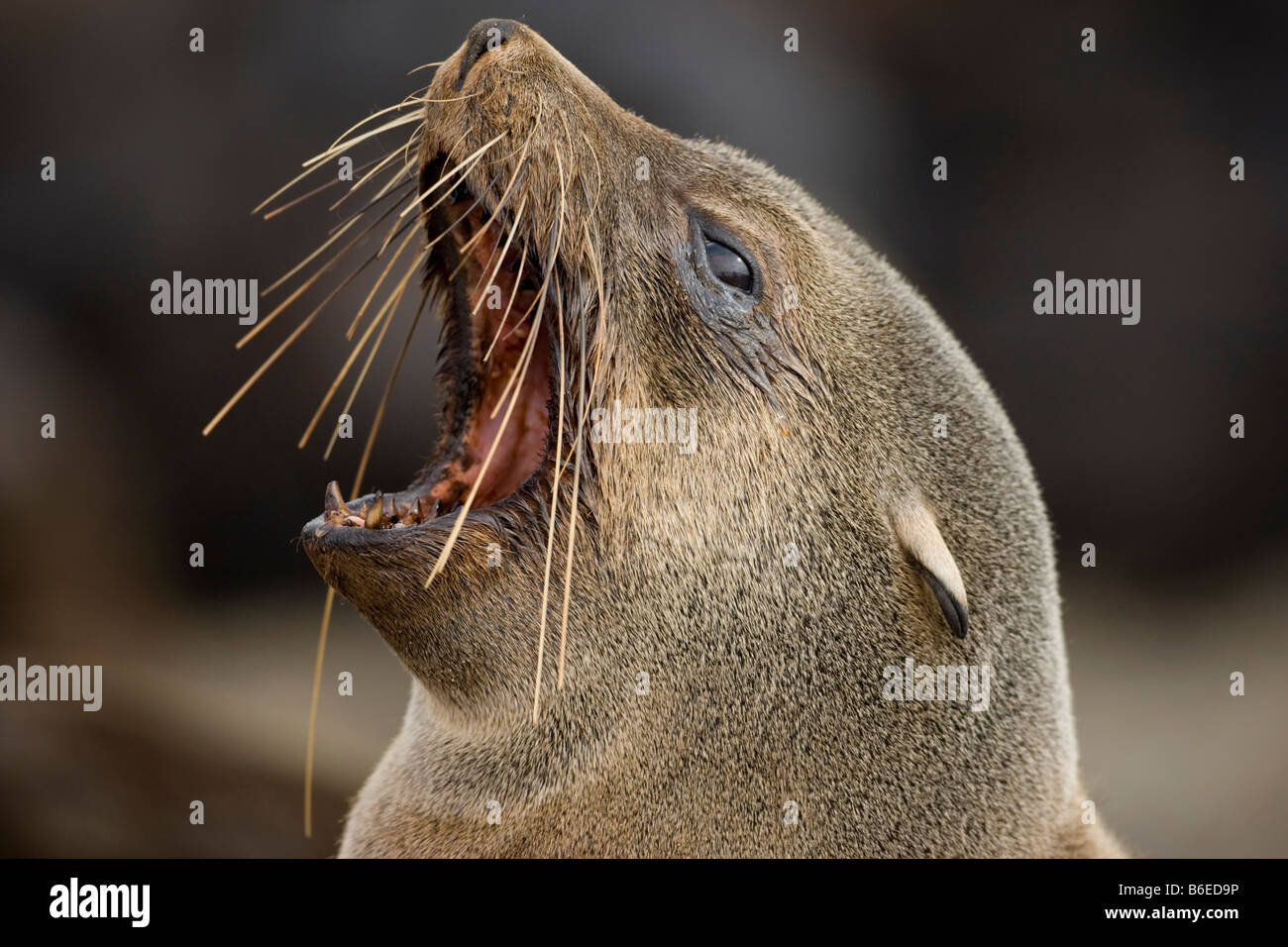 Africa Namibia Cape Cross Seal Reserve Southern Fur Seal Arctocephalus pusillus yawns Stock Photo