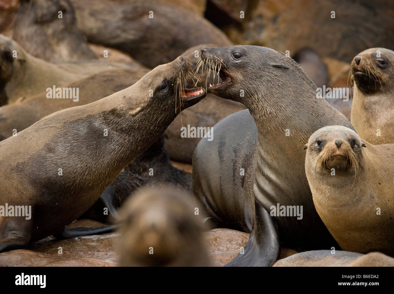 Africa Namibia Cape Cross Seal Reserve Southern Fur Seals Arctocephalus pusillus sparring on rocky shore Stock Photo