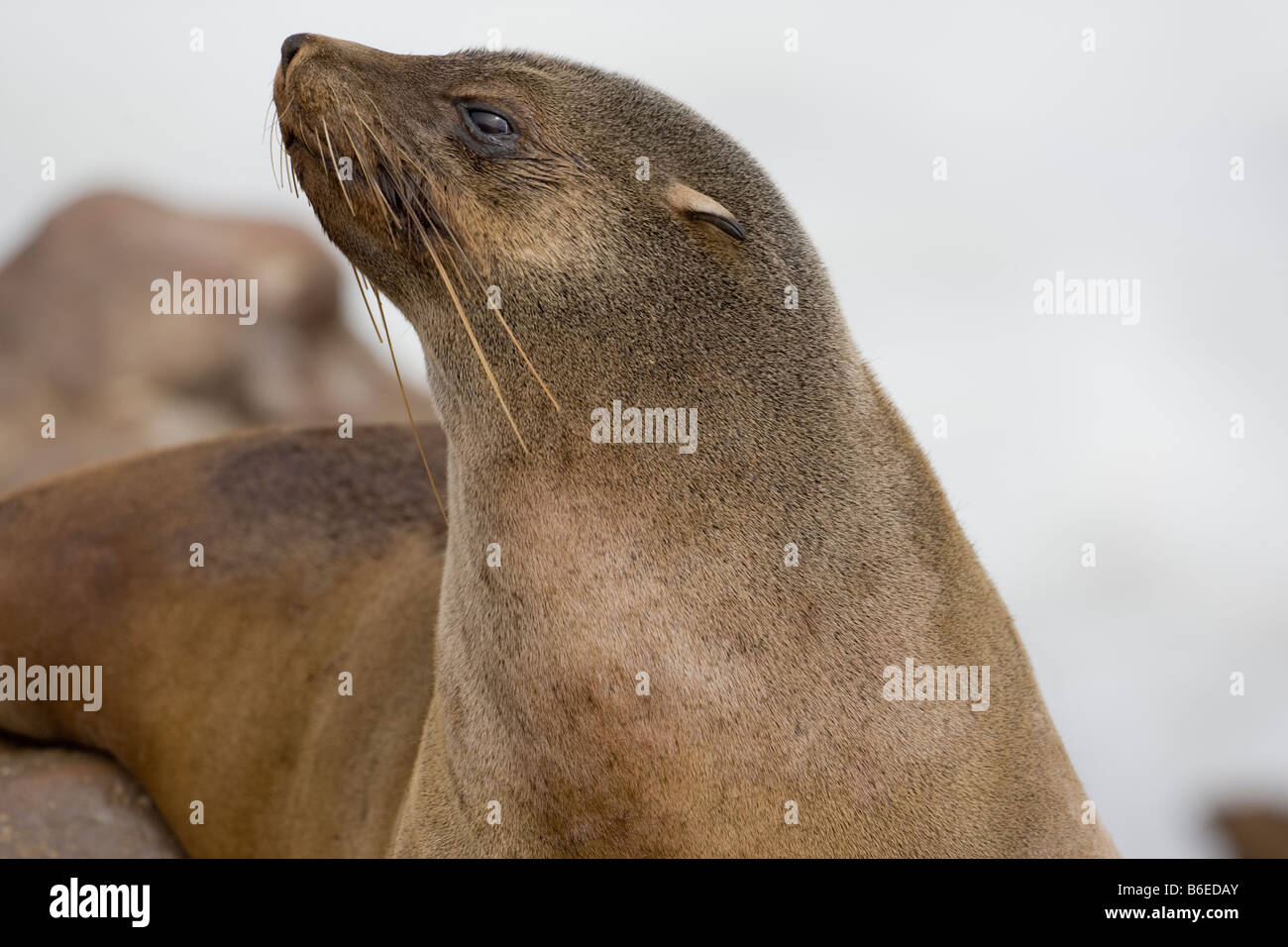 Africa Namibia Cape Cross Seal Reserve Southern Fur Seal Arctocephalus pusillus on rocky shore Stock Photo
