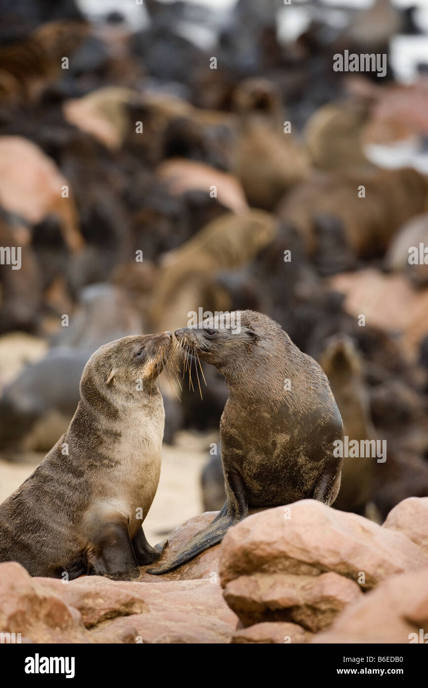 Africa Namibia Cape Cross Seal Reserve Southern Fur Seals Arctocephalus pusillus on rocky shore Stock Photo