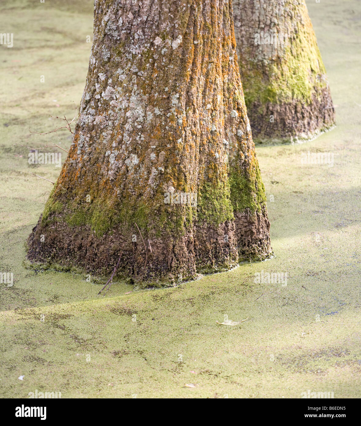 Bald Cypress Trees at the Audubon Swamp Garden at Magnolia Plantation, Charleston, South Carolina Stock Photo