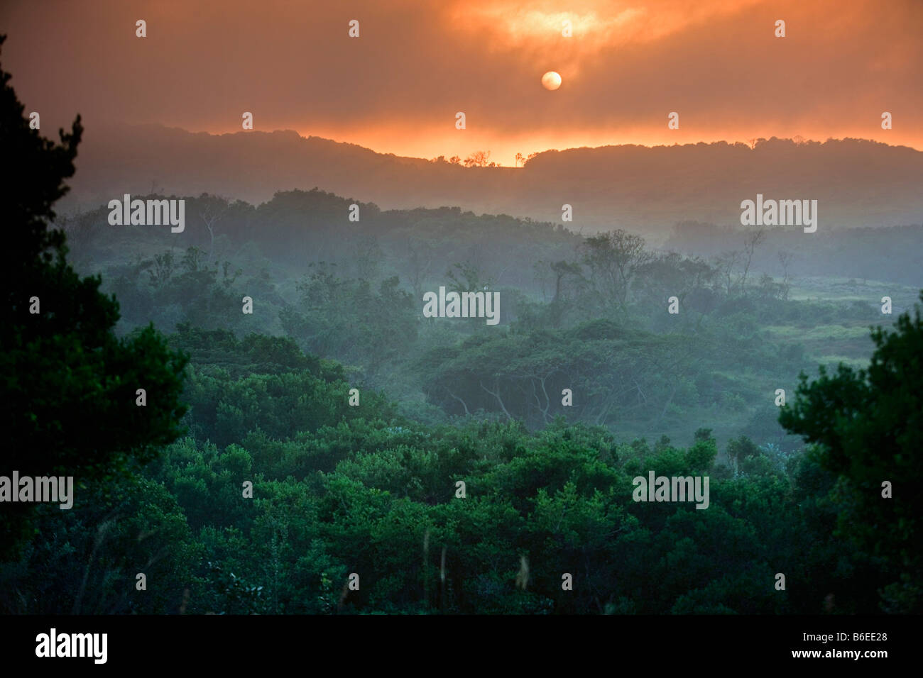 South Africa, Sint Lucia, Greater Sint Lucia Wetlands, Dune forest at sunrise Stock Photo