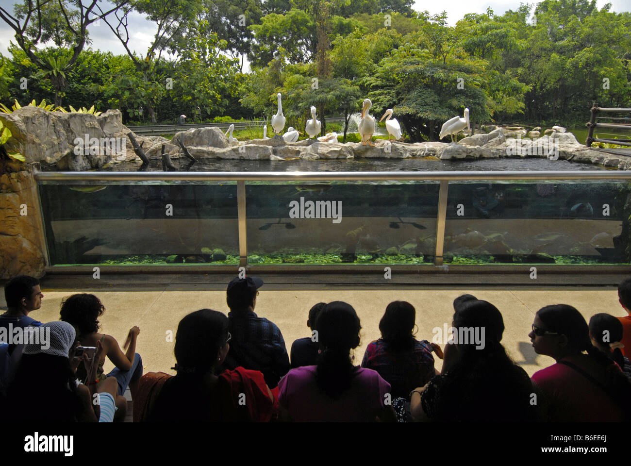 PELICANS IN JURONG BIRD PARK, SINGAPORE Stock Photo - Alamy