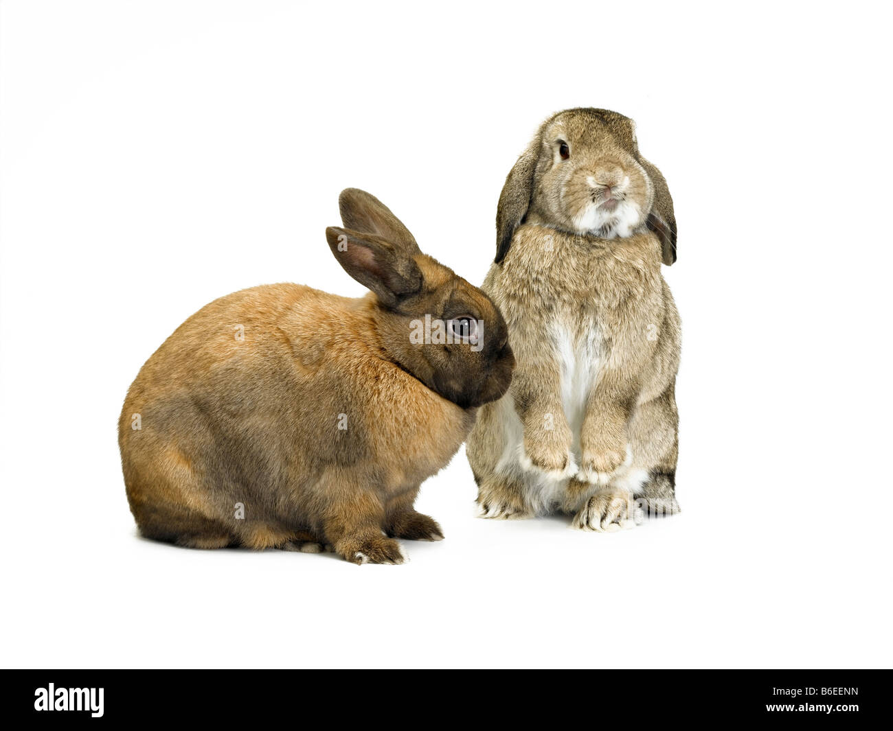 rabbit Stock Photo