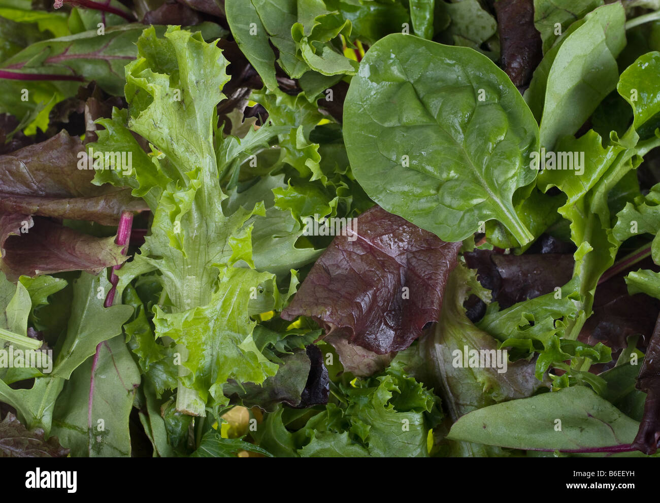 Rocket lettuce hires stock photography and images Alamy