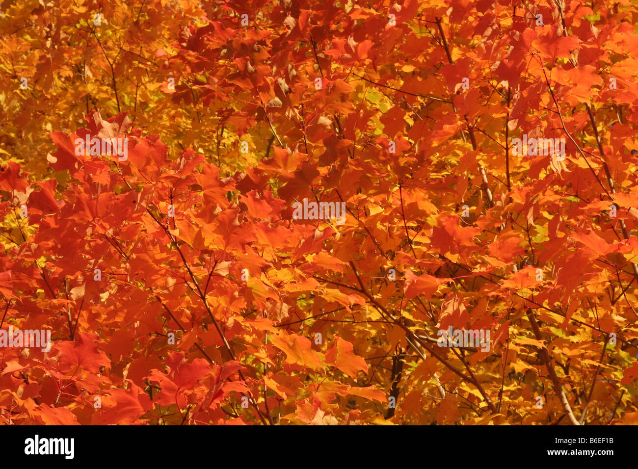 Orange Maple Tree Background Stock Photo - Alamy