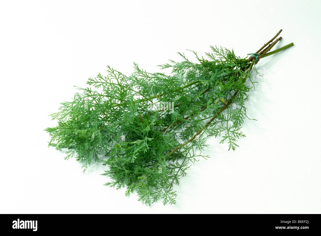 Southernwood, Lads Love (Artemisia abrotanum), bunch, studio picture Stock Photo