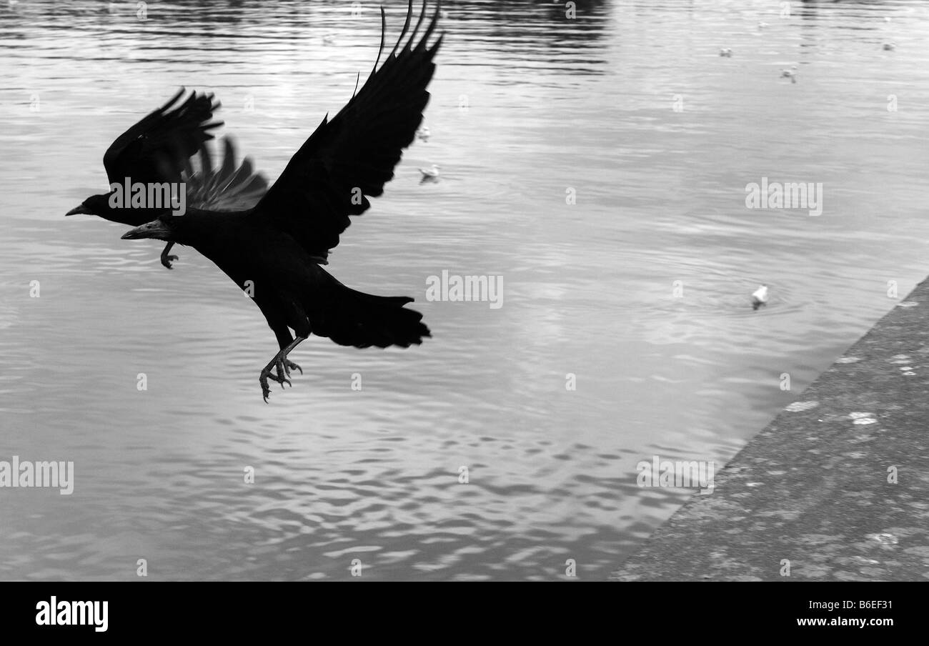 A snapshot of two smart crows in flight at a port, almost perfectly symmetrical, with seagulls floating in the water behind. Stock Photo