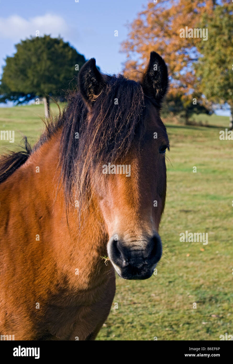 Pony in the New Forest near Lyndhurst, Hampshire, England Stock Photo