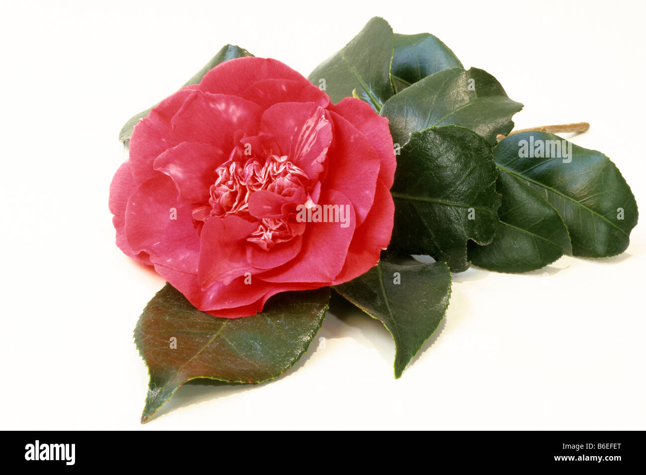 Common Camellia (Camellia japonica), twig with blossom, studio picture Stock Photo