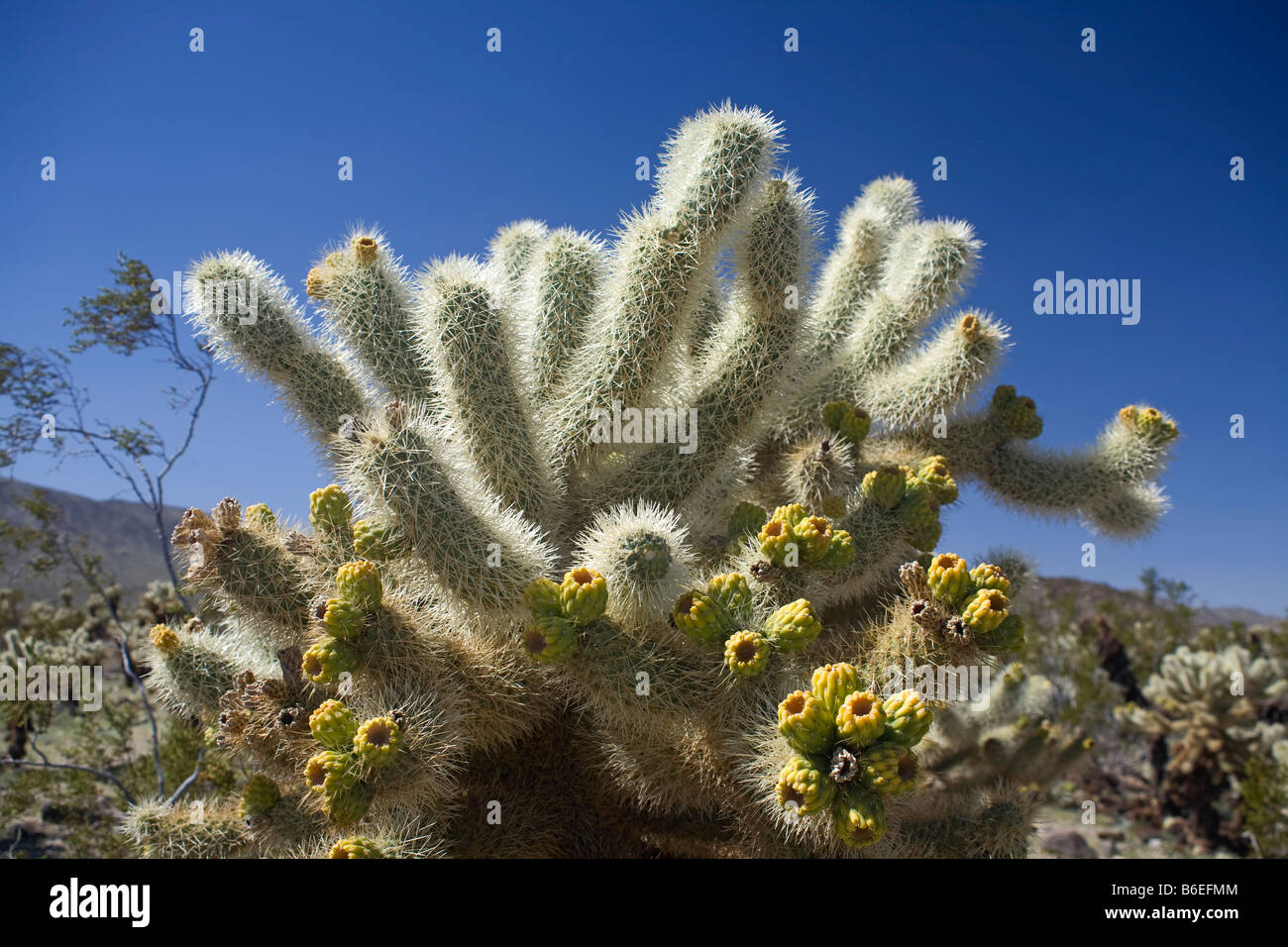 CALIFORNIA  - Jumping Teddy Bear Cholla cactus,  Opuntia bigelovii, at the Cholla Cactus Garden of Joshua Tree National Park. Stock Photo