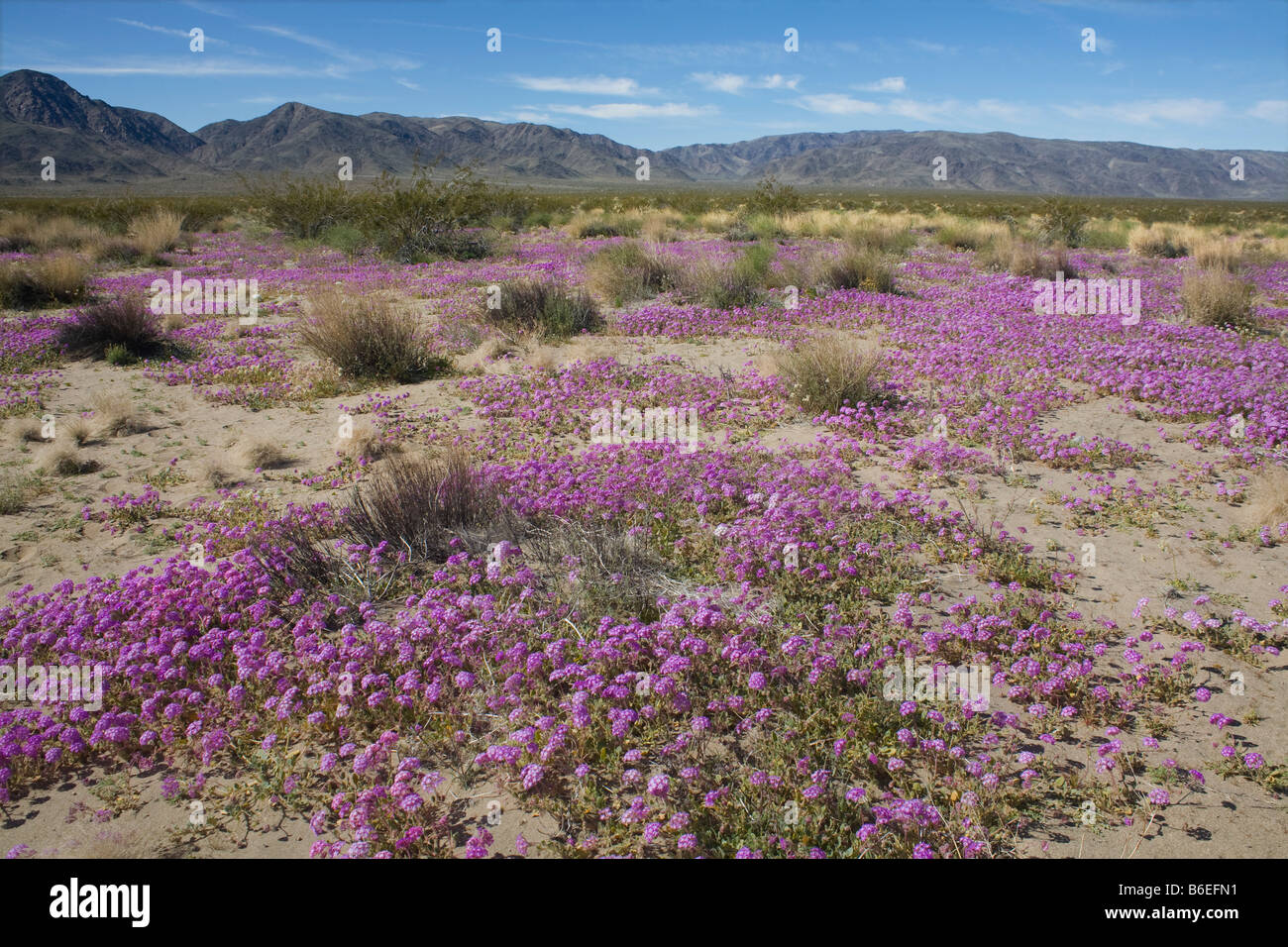 CALIFORNIA - Sand verbena, Abronia villosa, blooming near the sand dunes in Pinto Basin of Joshua Tree National Park. Stock Photo