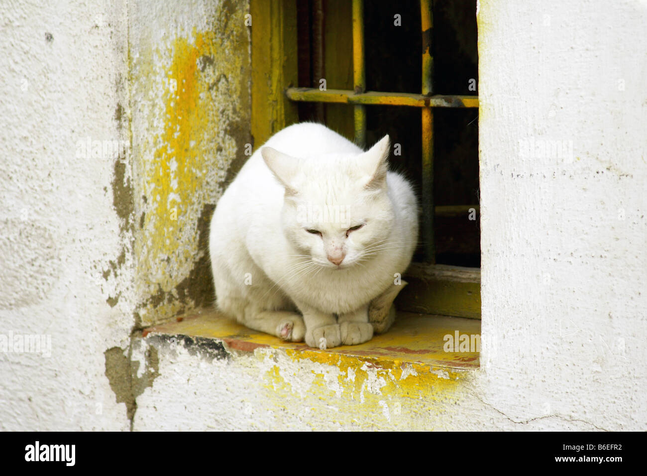 White cat resting in a window Stock Photo