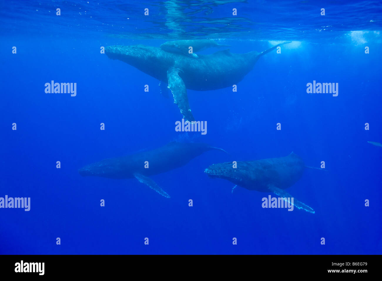 USA Hawaii Big Island Underwater view of Humpback Whale Cow and Calf Megaptera novaengliae Stock Photo
