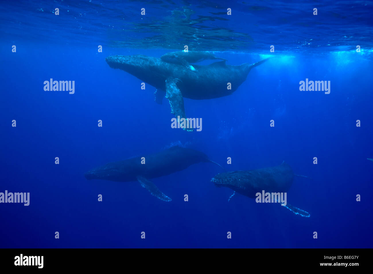 USA Hawaii Big Island Underwater view of Humpback Whale Cow and Calf Megaptera novaengliae Stock Photo