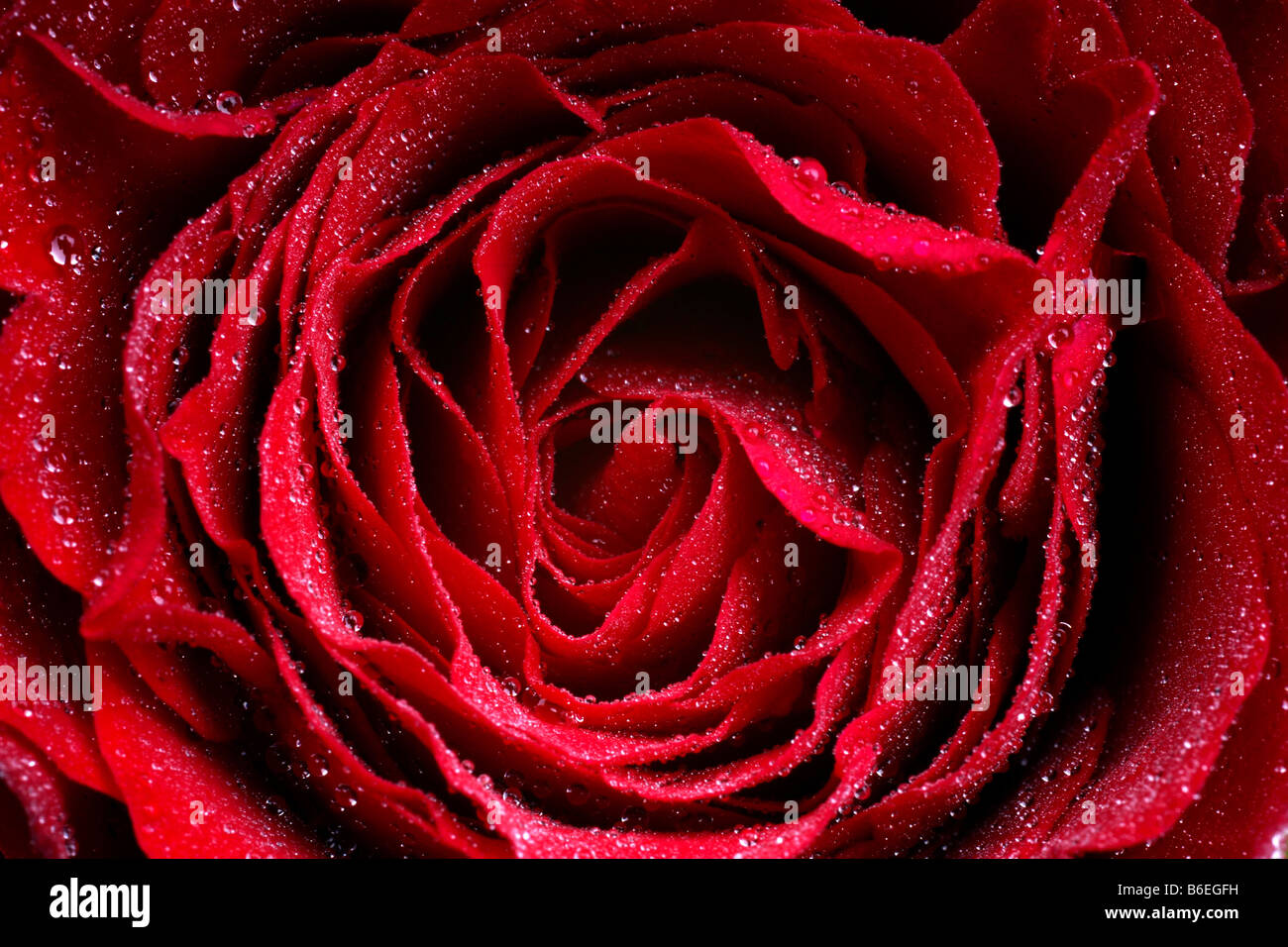 Macro Iimage of dark red Rose with water droplets extreme close up with ...