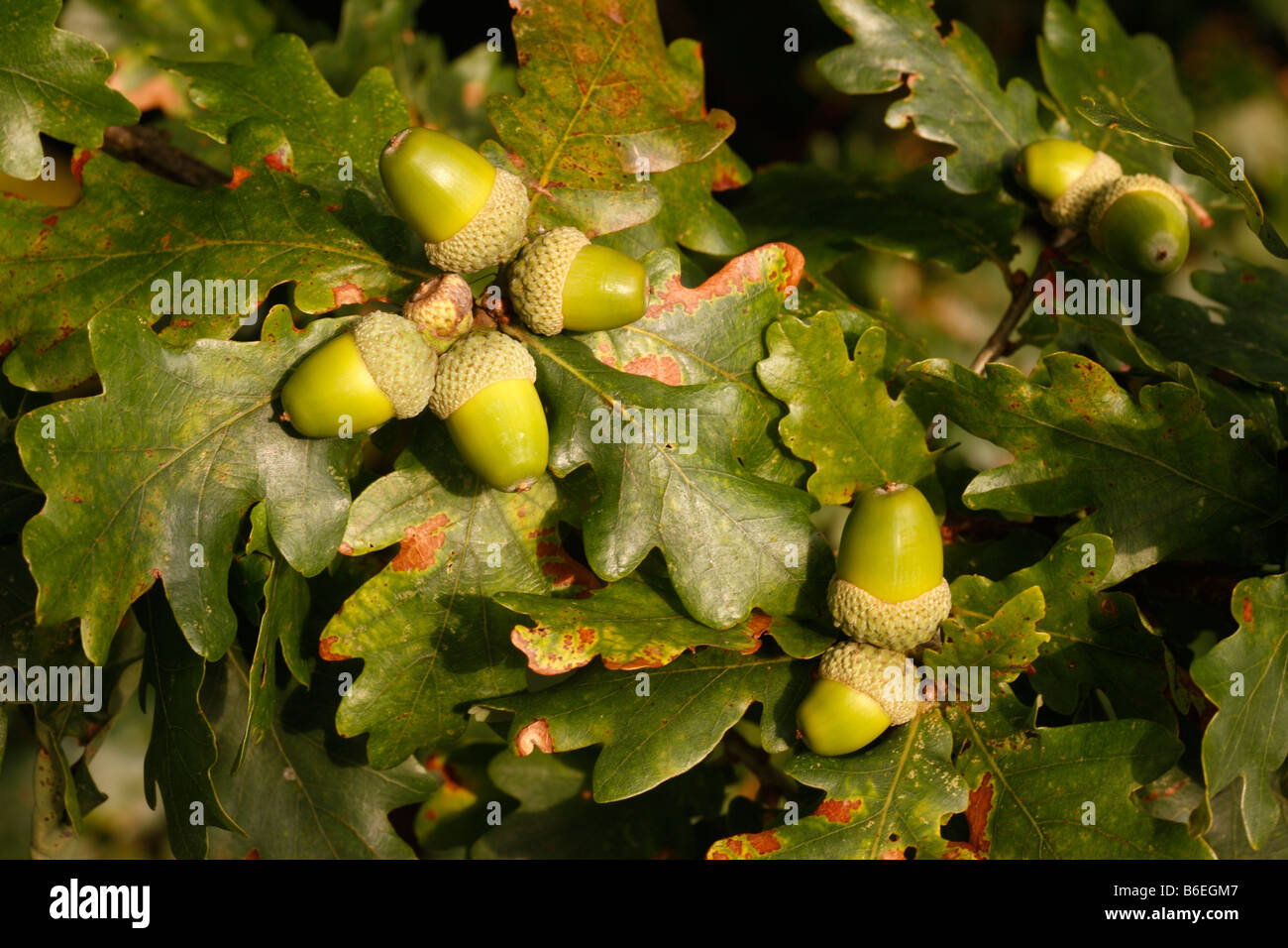 Oak tree Quercus rober Acorns Autumn Midlands Stock Photo