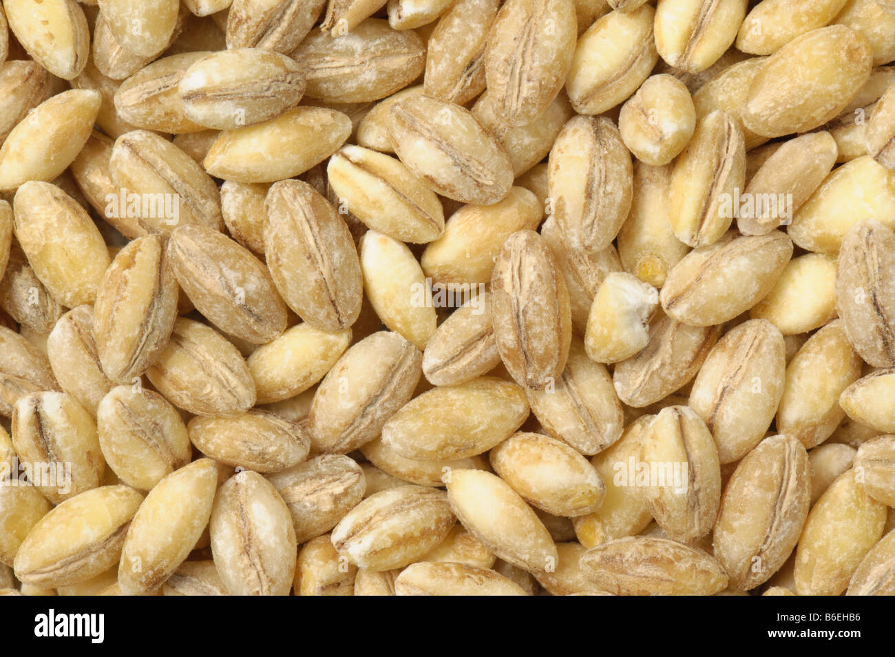 Pearl barley grain as sold in health food shops grown in UK Stock Photo