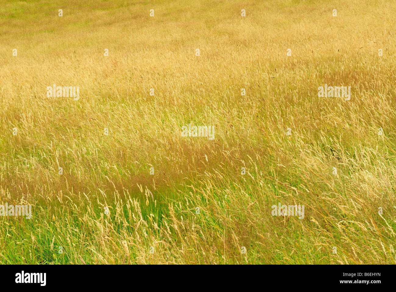 Ong grass hi-res stock photography and images - Alamy