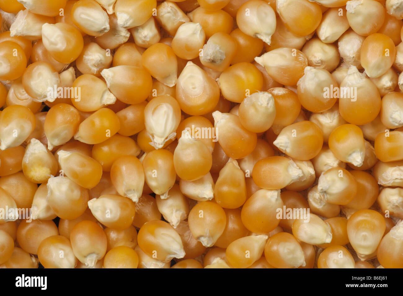 Popcorn or popping corn as sold in health food shops grown in China Stock Photo