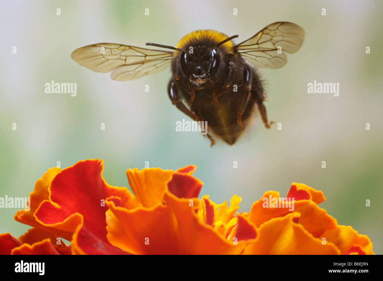 Buff-tailed Bumblebee (Bombus terrestris), Saxony-Anhalt, Germany Stock Photo