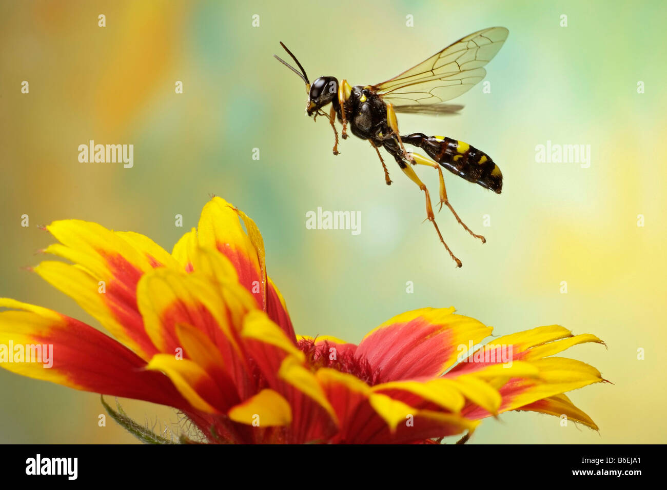 глаза пчелы. 3 осы. Sphex maxillosus.