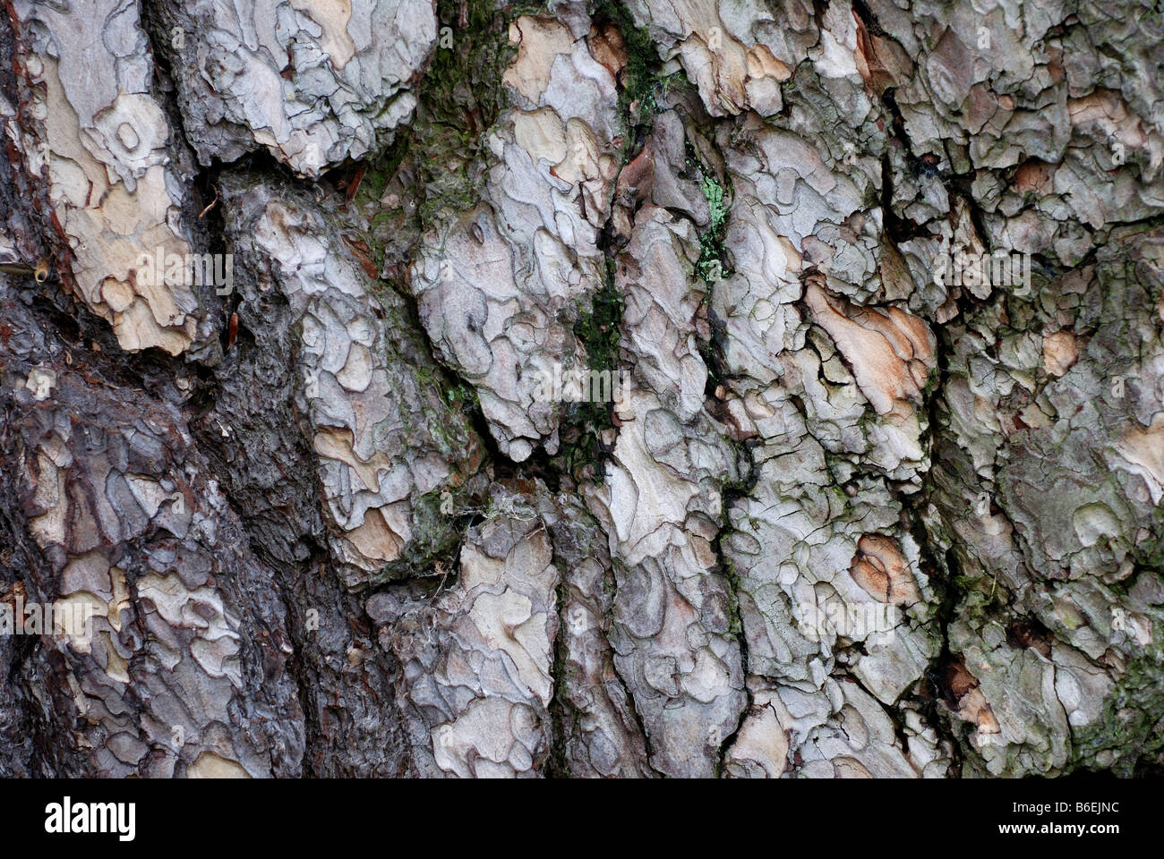 Bark of Pinus nigra tree at Oxford Botanic Garden UK Stock Photo