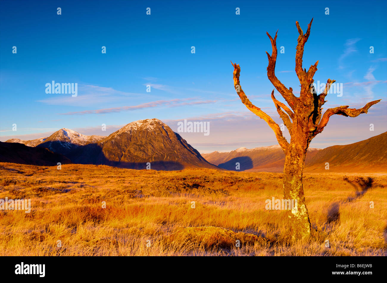 Dead tree standing on Rannoch Moor with Buachaille Etive Mor in the background Glen Coe Scottish Highlands Stock Photo