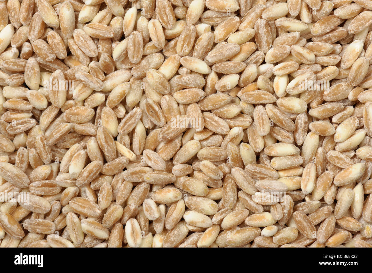 Organic milled spelt wheat as sold in health food shops grown in China Stock Photo