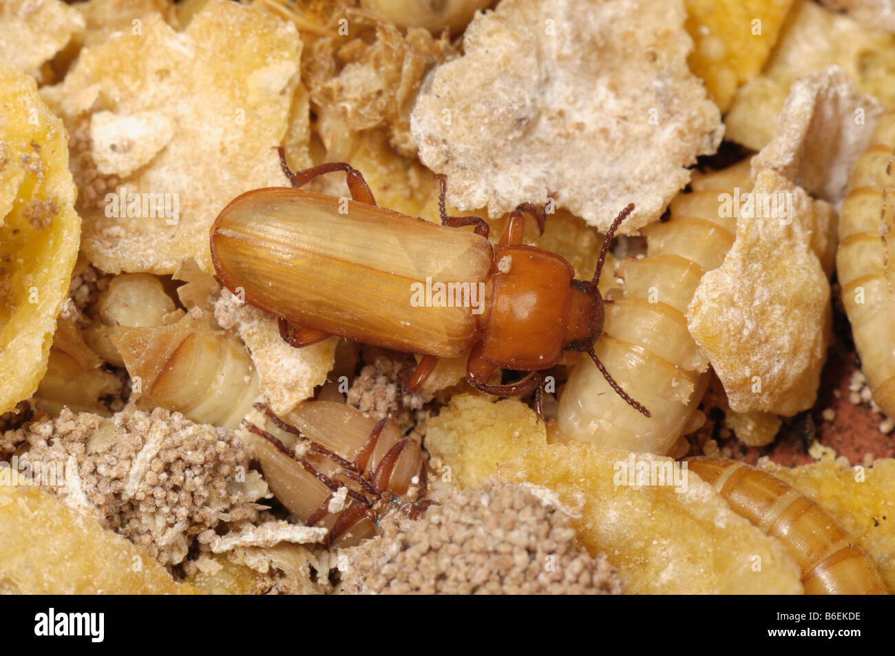 Yellow mealworm beetle tenebrio molitor hires stock photography and