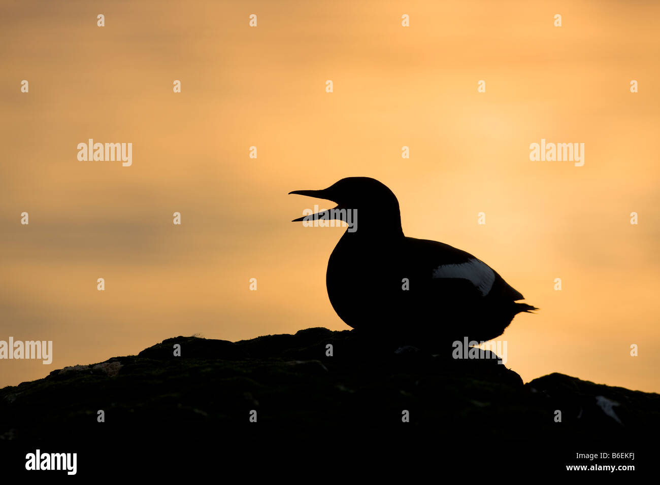 Black Guillemot silhouette on Flatey, Iceland Stock Photo