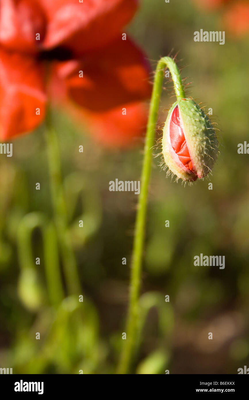 Poppy bud hi-res stock photography and images - Alamy