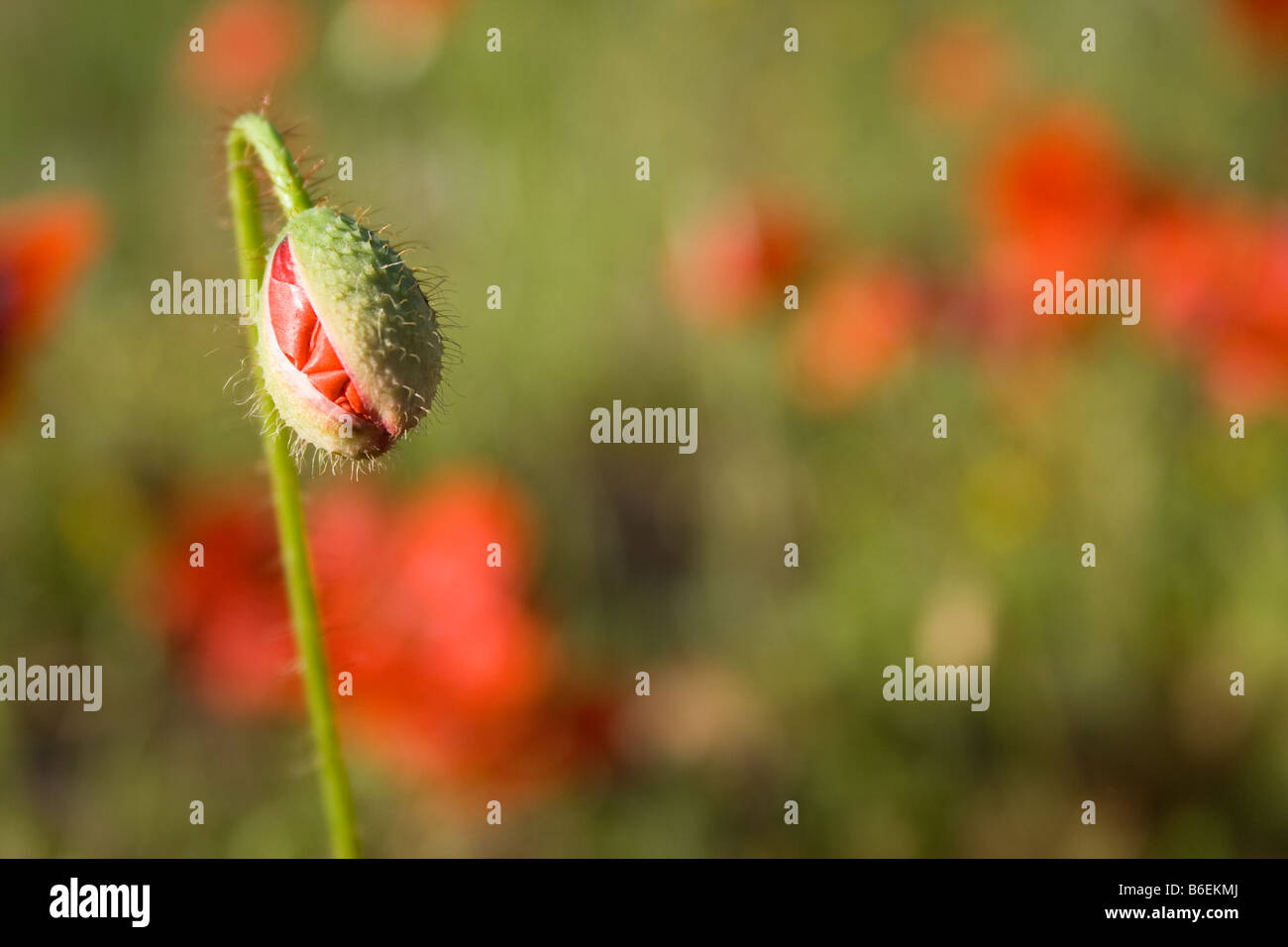 bright red poppy bud in the field Stock Photo