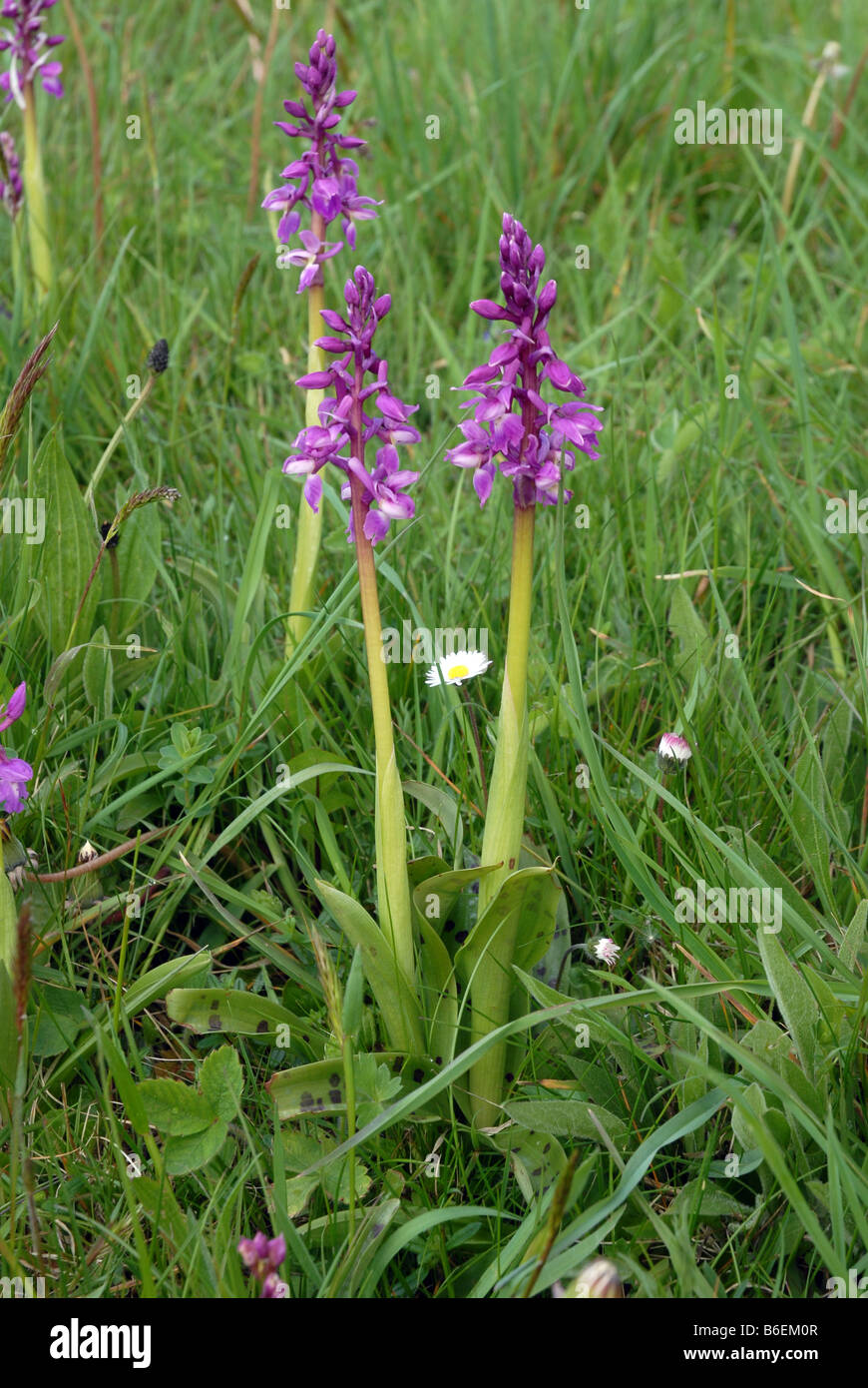 Early Purple Orchid on road verge Stock Photo