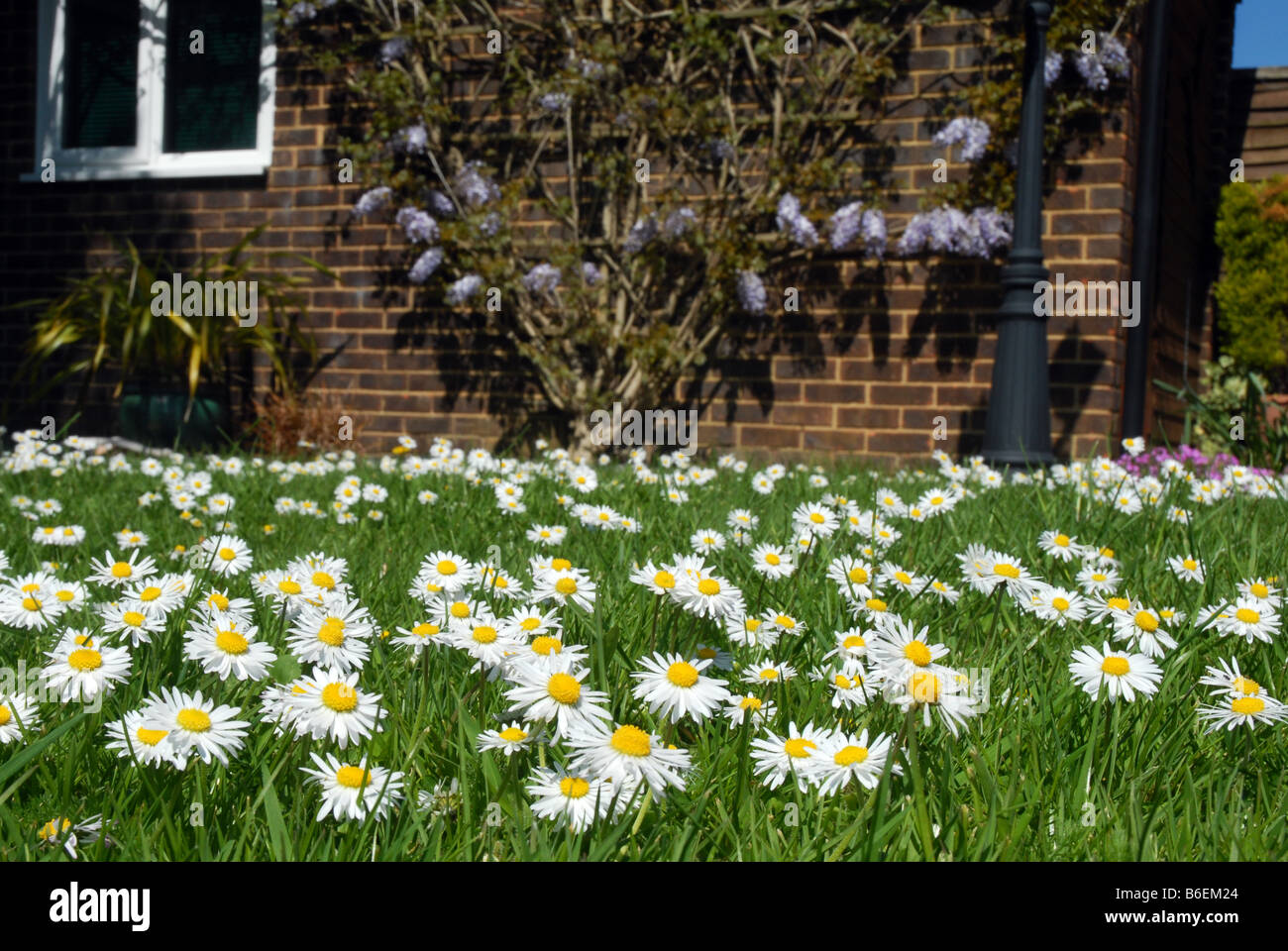 Daisies growing in grass lawn Stock Photo Alamy