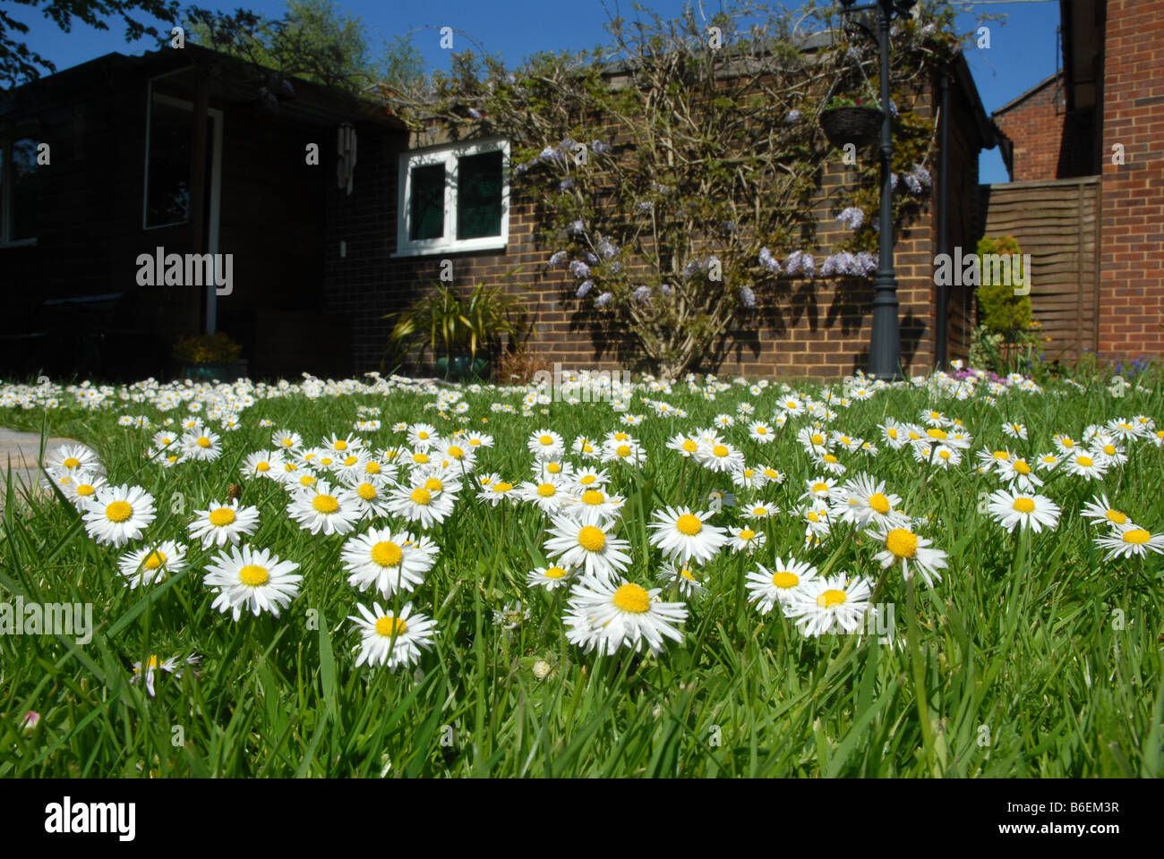 Daisies growing in grass lawn Stock Photo Alamy
