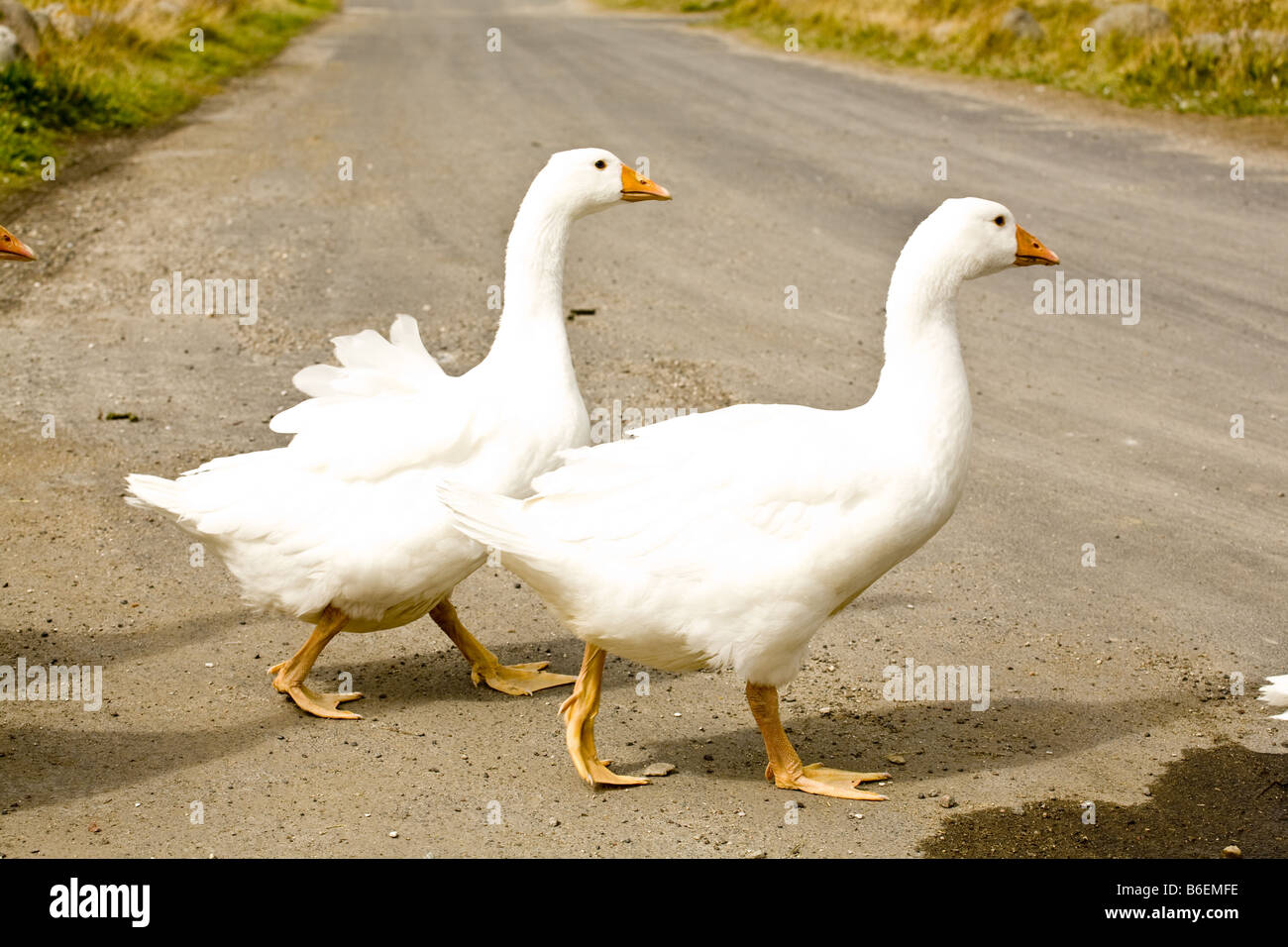 dragor goose geese. anser anser Stock Photo