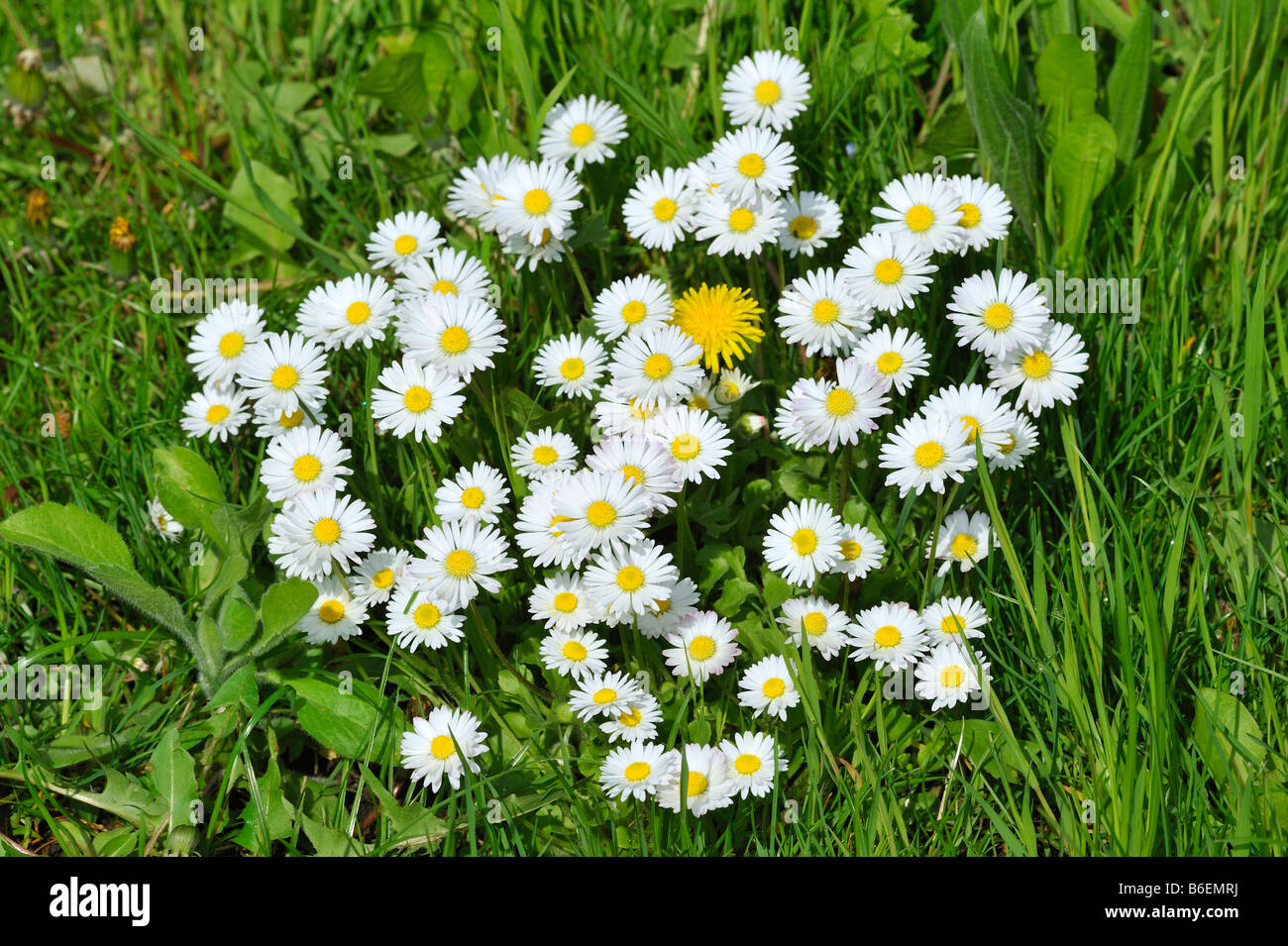 Common or Lawn Daisy (Bellis perennis) Stock Photo