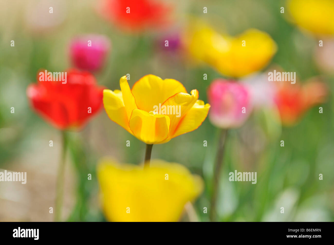 Various Tulips (Tulipa Hybrid Stock Photo - Alamy