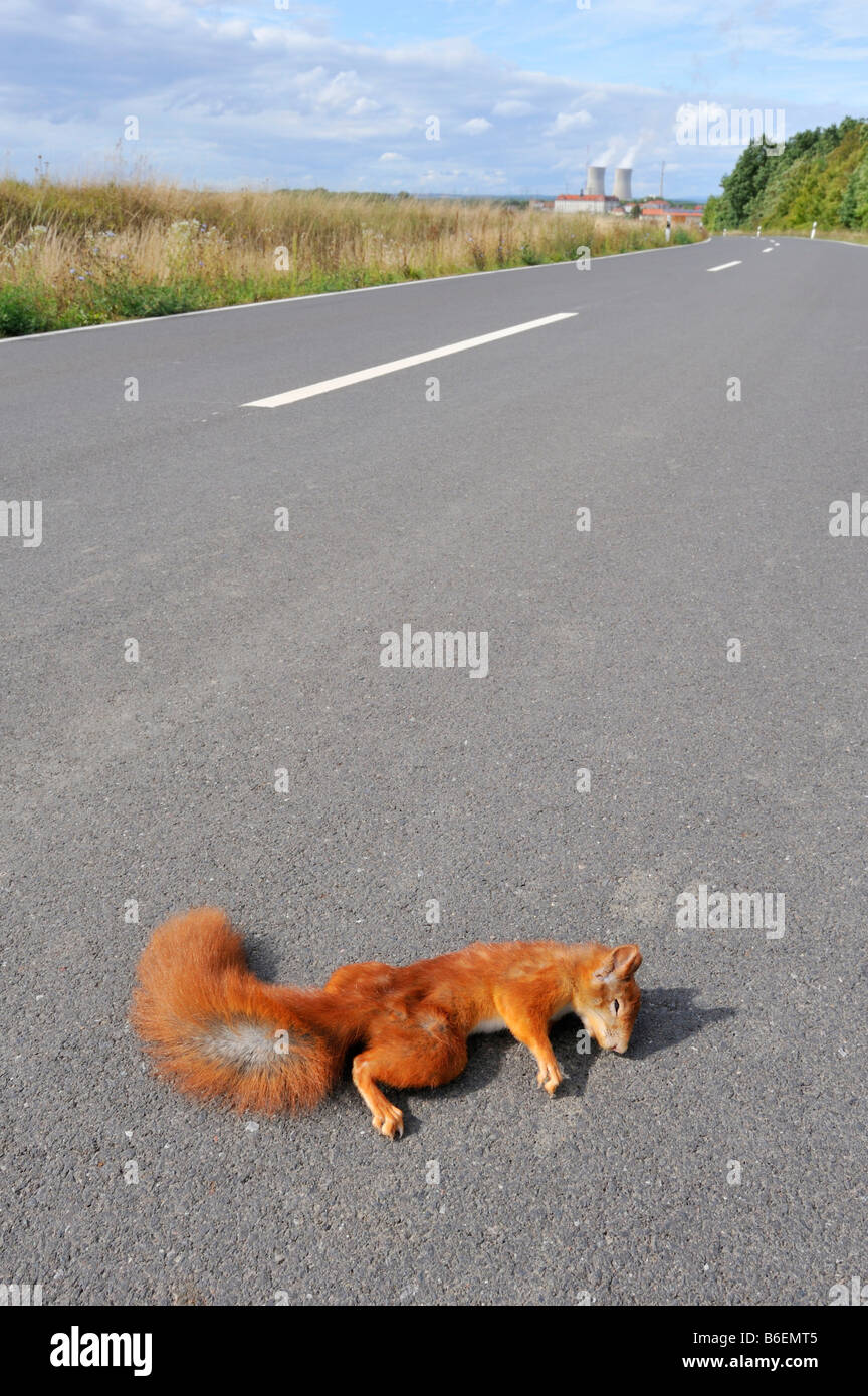 Dead squirrel on a road near Grafenrheinfeld, Bavaria, Germany, Europe Stock Photo