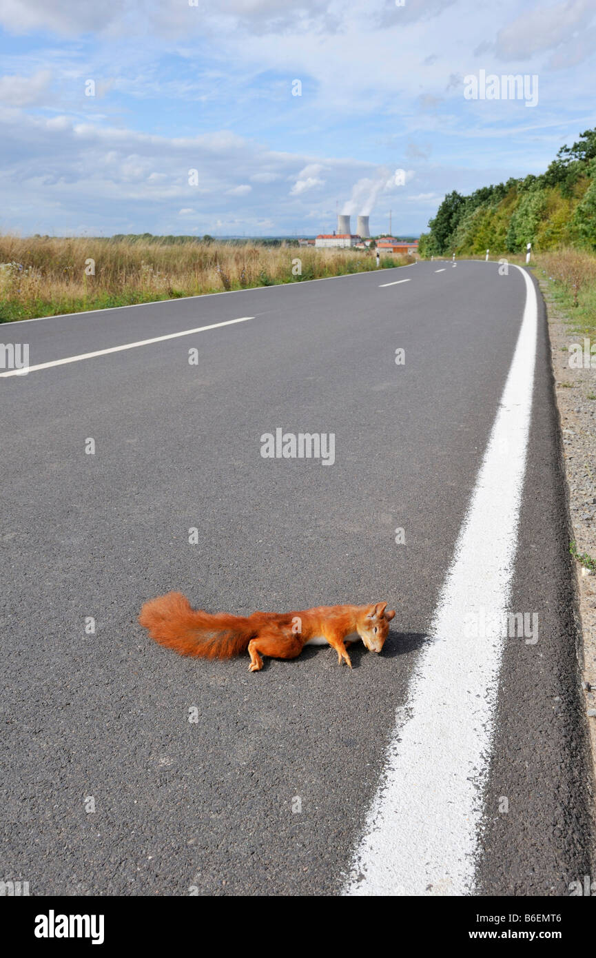 Dead squirrel on a road near Grafenrheinfeld, Bavaria, Germany, Europe Stock Photo