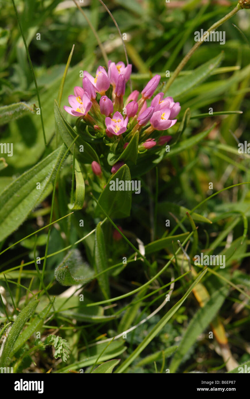 Common Centaury in close up – showing whole plant Stock Photo