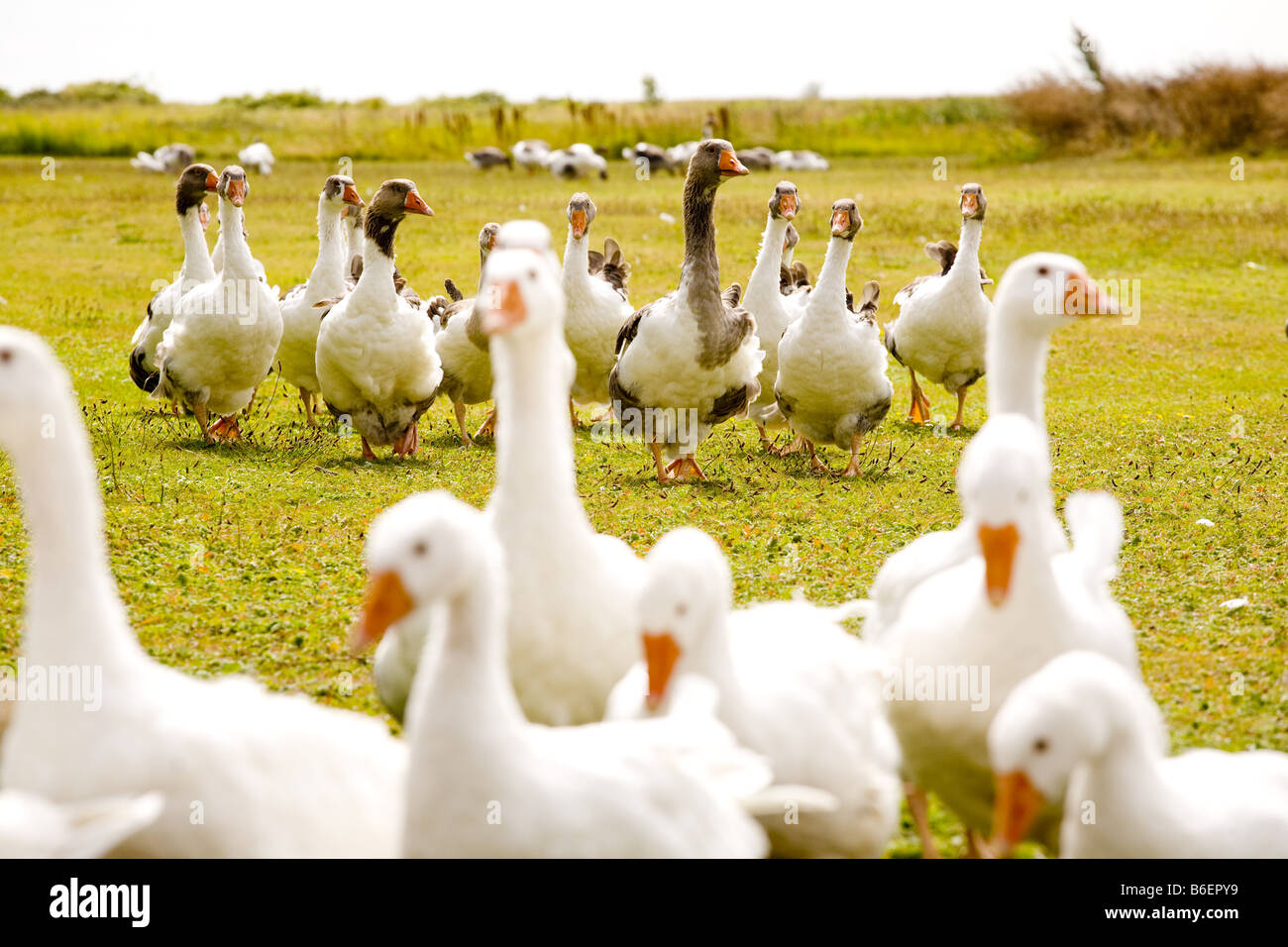 dragor goose geese. anser anser Stock Photo