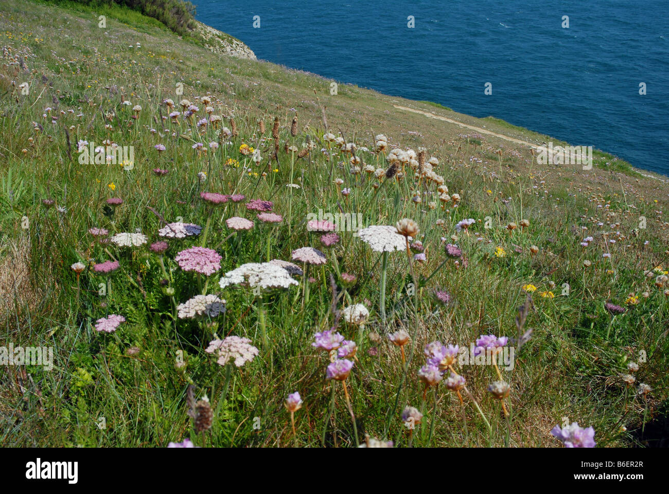 Wild Carrot in close up Stock Photo