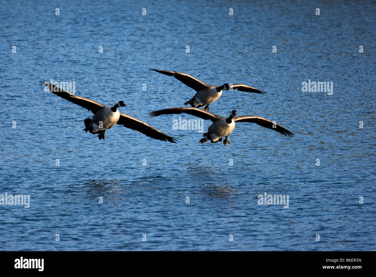 Arrival of Canadian Geese (Branta canadensis) Stock Photo