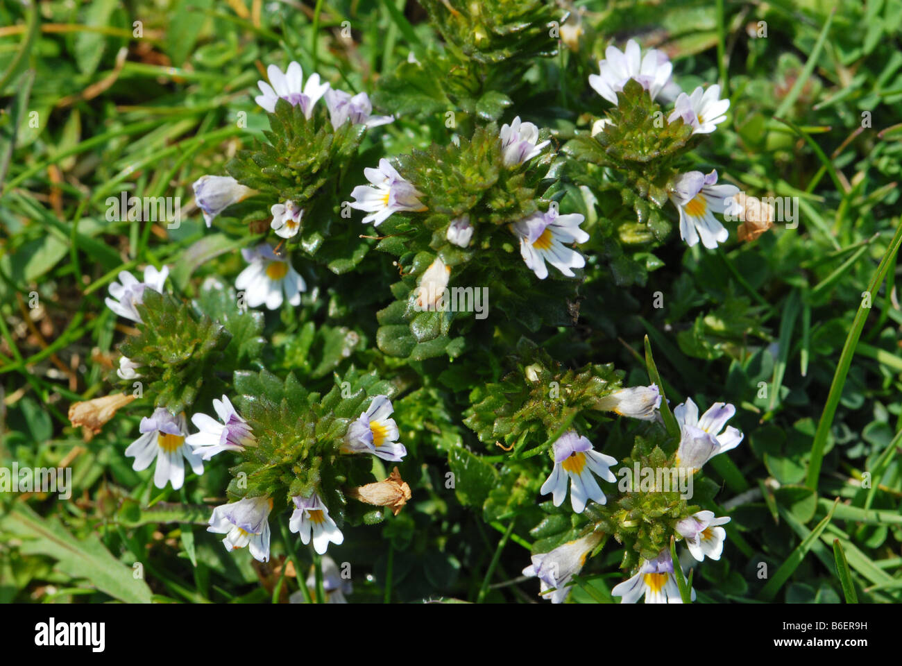 Eyebright in close up – showing whole plant Stock Photo