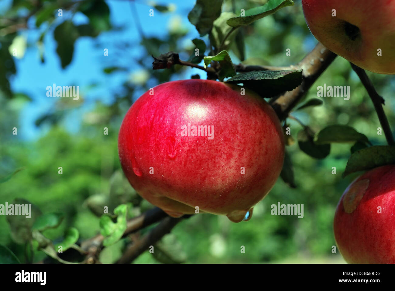 Red apple ripe on a tree Minnesota State Fair variety Stock Photo