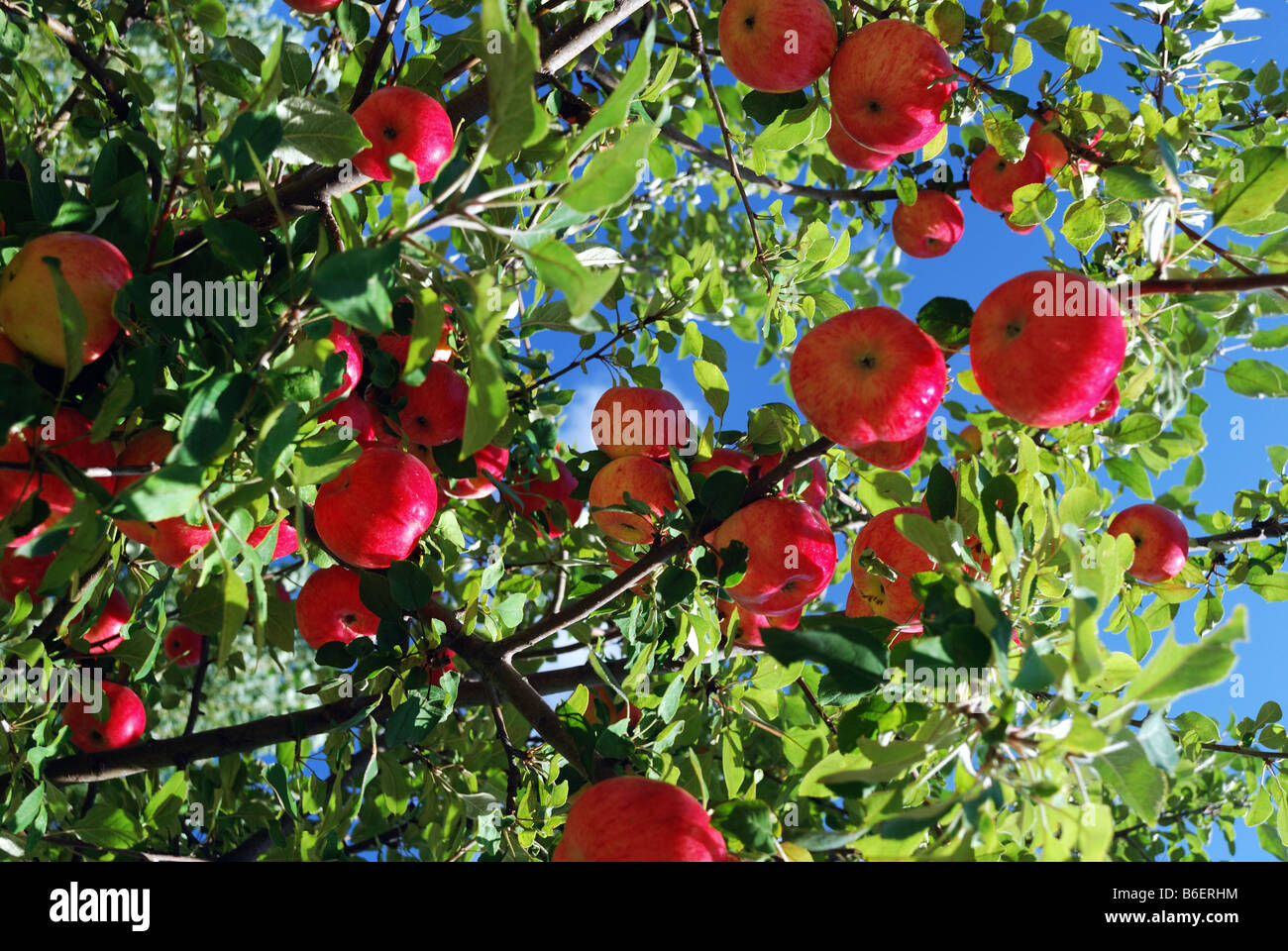 Red apples ripe on a tree Minnesota State Fair variety Stock Photo